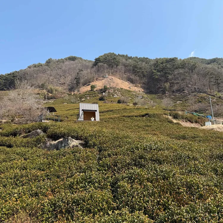 도심다원 사진 2
