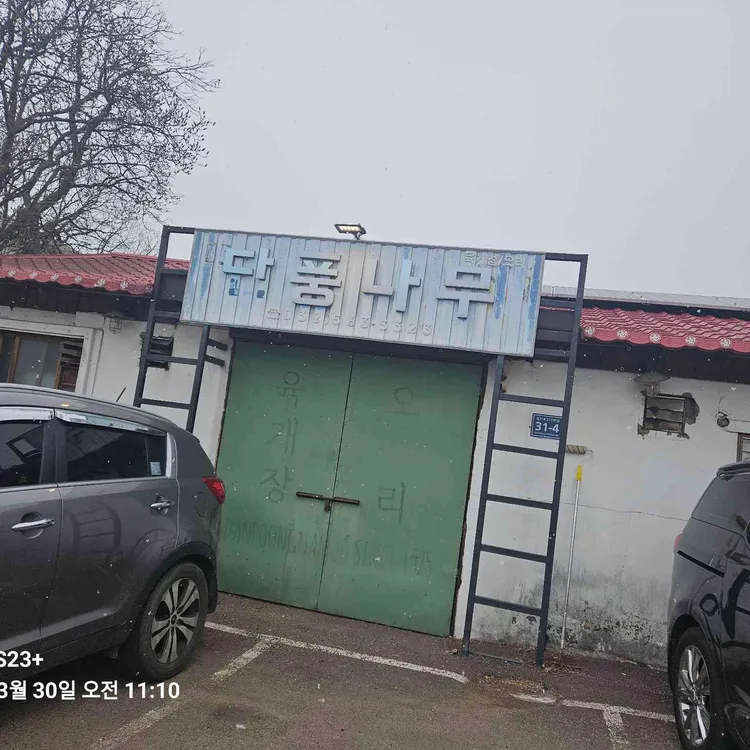 단풍나무 대표 사진