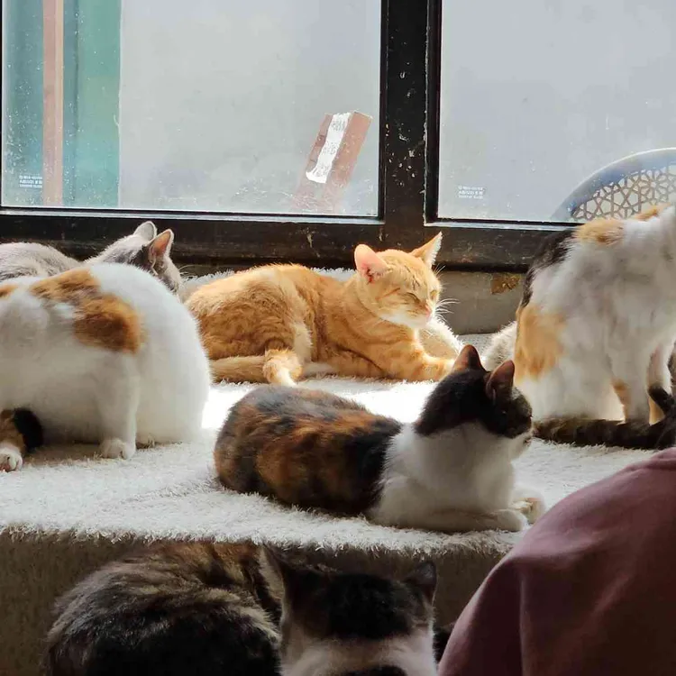 청주고양이 입양지원센터 애니멀공화국 대표 사진