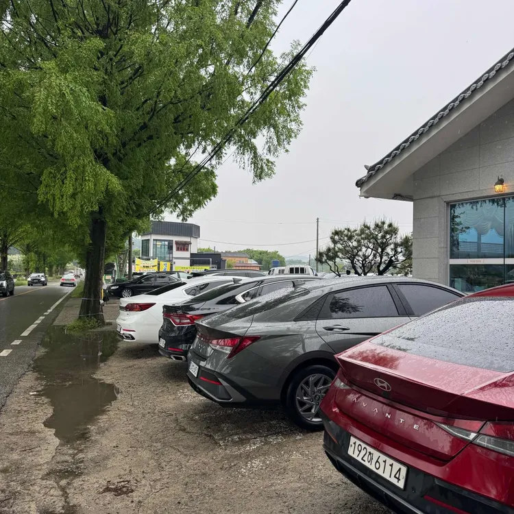 벽오동 대표 사진