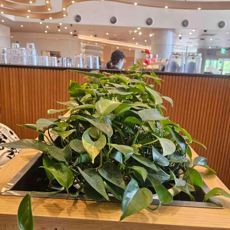 스타벅스 대표 사진