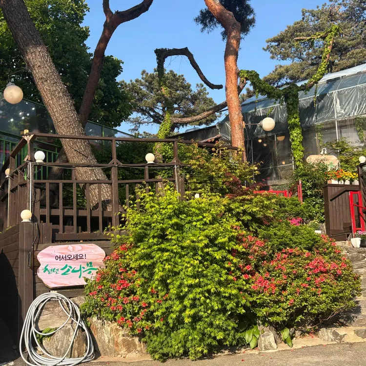 천년소나무 사진 2