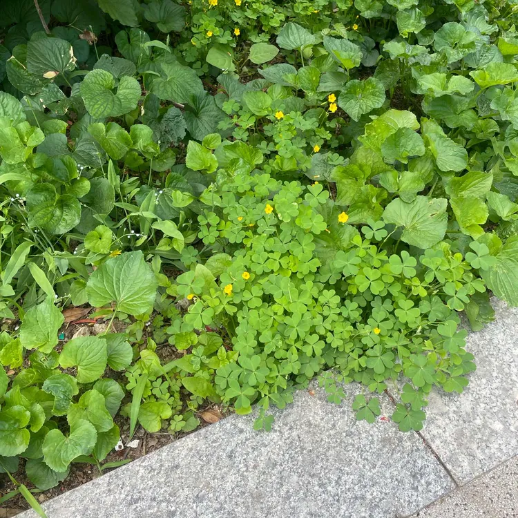기꾸스시 사진 2