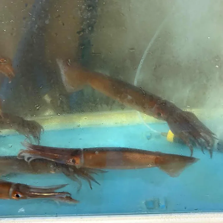 앞산산오징어 대표 사진