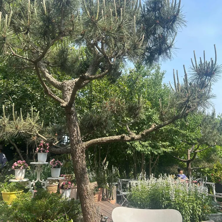 나문재 카페 사진