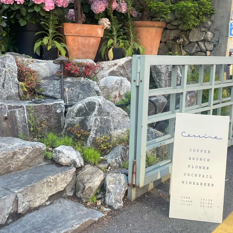 콜린 사진