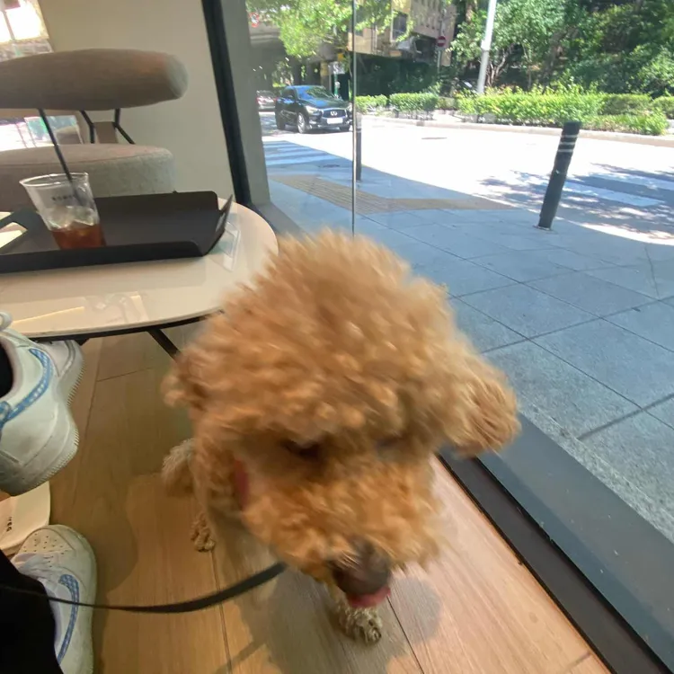 카페보위그 대표 사진
