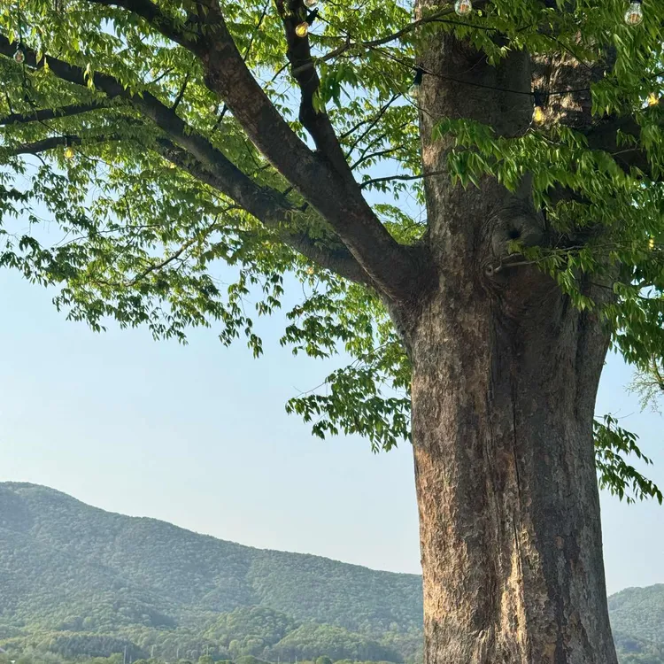 수수 사진
