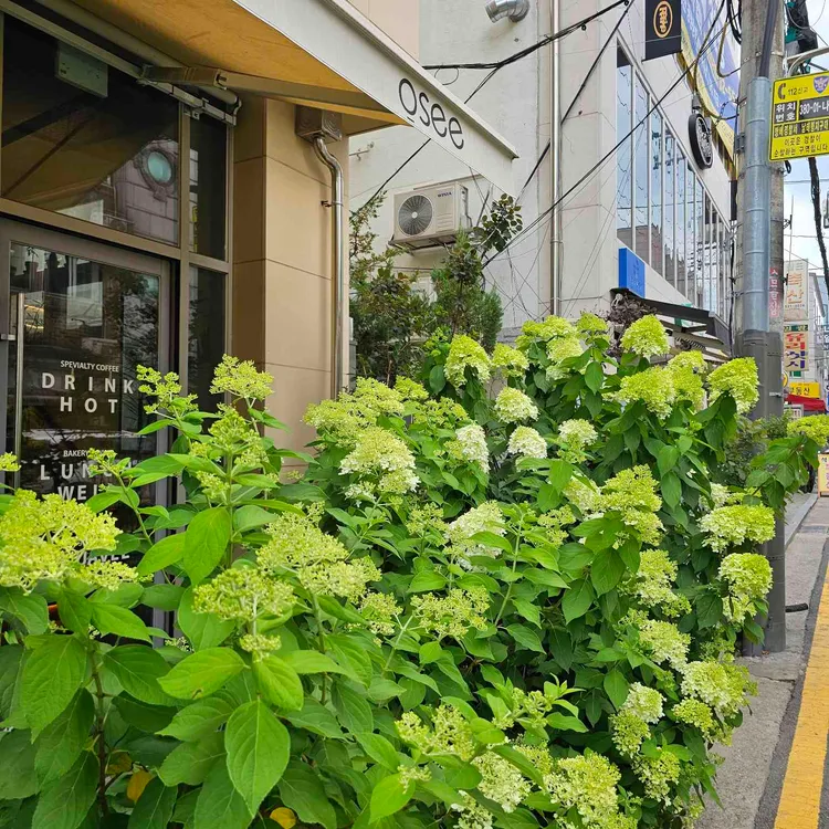 오쎄 대표 사진
