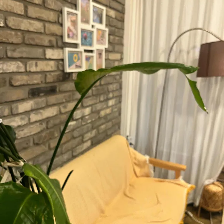 브릭62 대표 사진