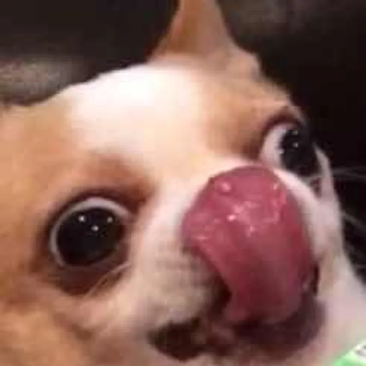 VGG 대표 사진