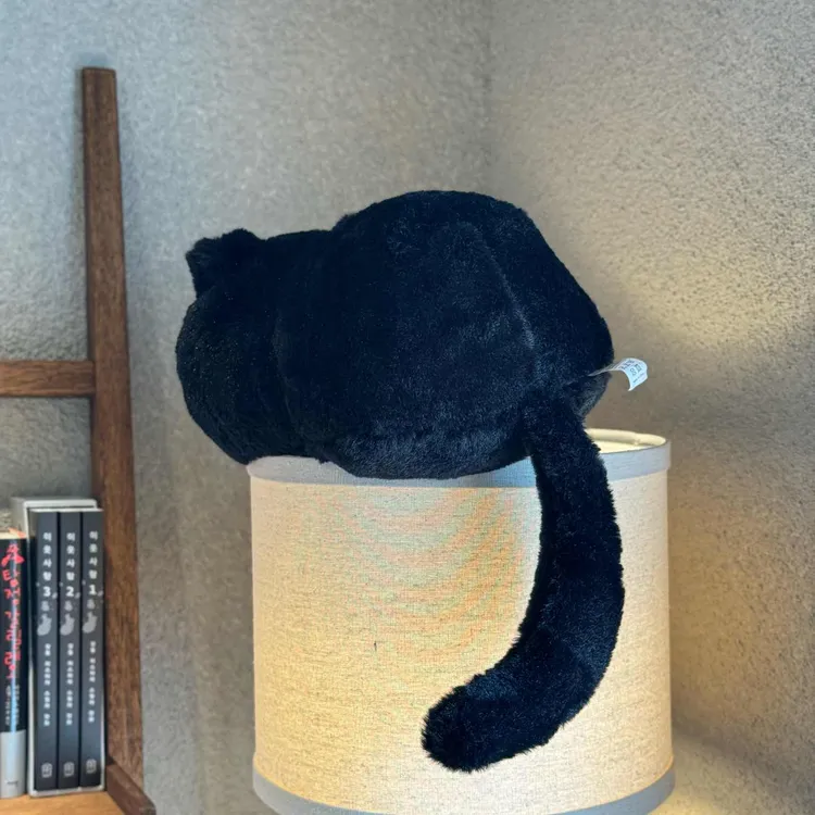 검은고양이 사진 2