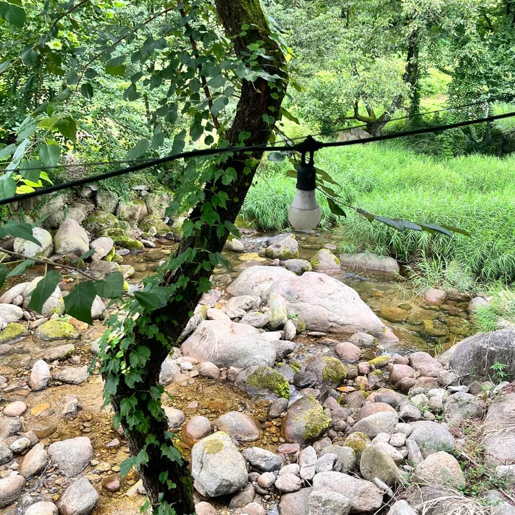 바위집염소 대표 사진