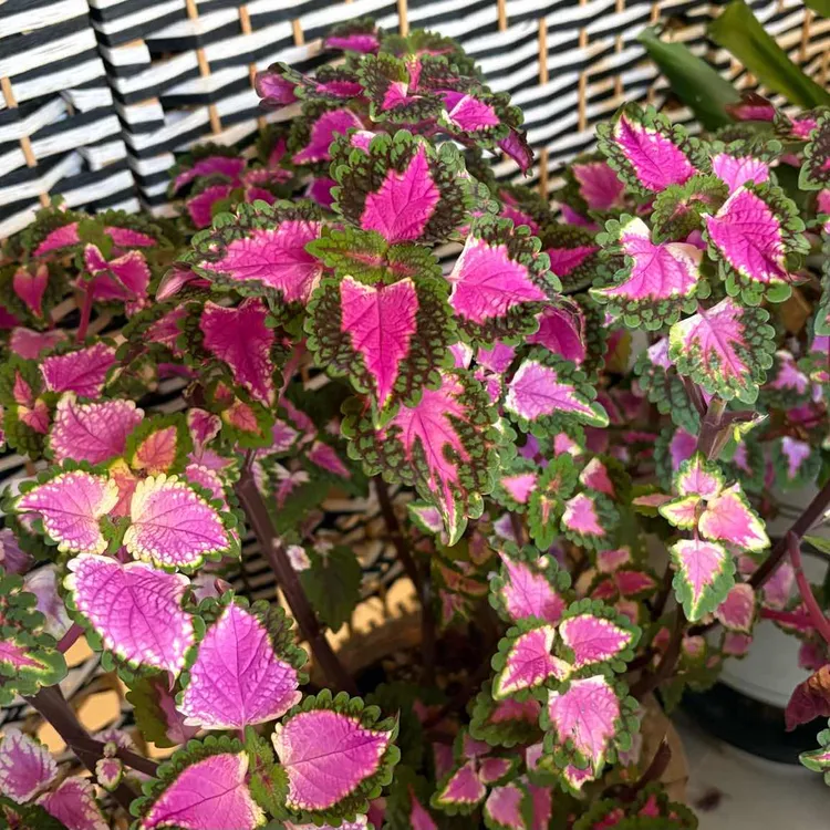 천사카페 대표 사진