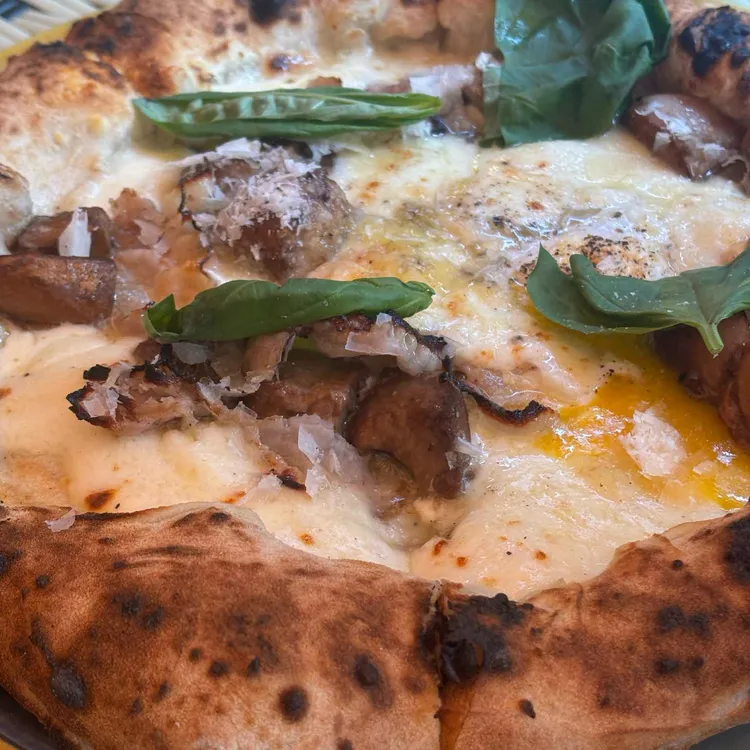 비텔로소띠 사진