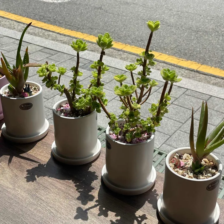 오페라빈 대표 사진