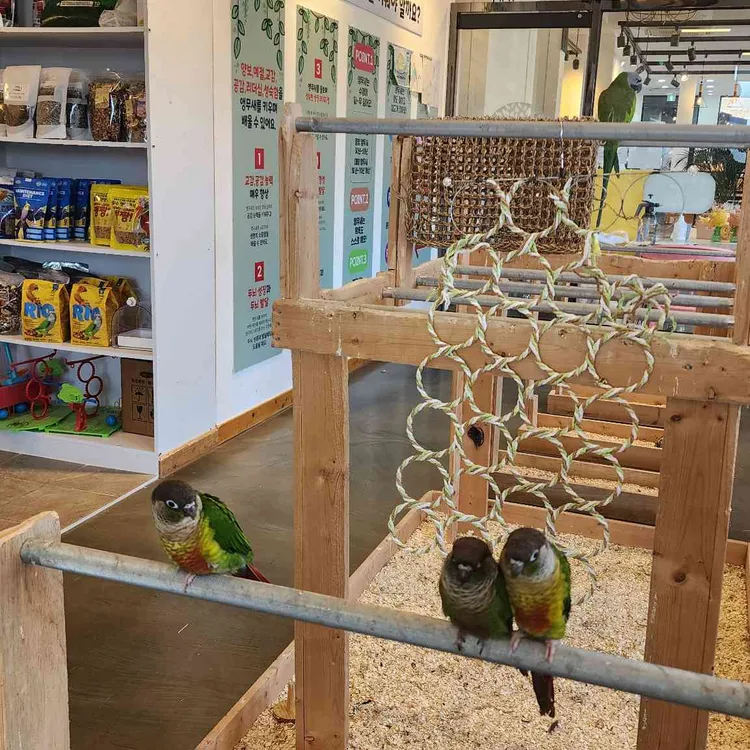 리프패럿 대표 사진