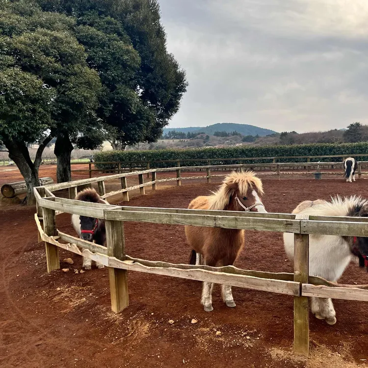 목장카페 밭디 사진