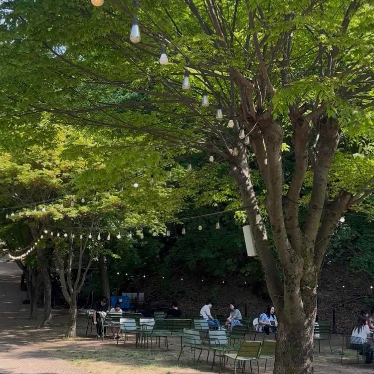 팔숲 사진